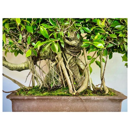 Ficus VIP 5