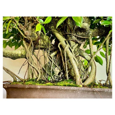 Ficus VIP 5