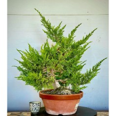 Juniperus Itoigawa JCI4