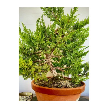 Juniperus Itoigawa JCI4