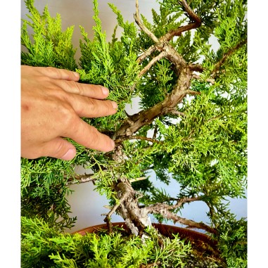 Juniperus Itoigawa JCI4