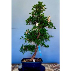 Azalea Satsuki Akari VIP