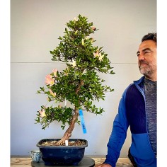 Azalea Satsuki Akari VIP