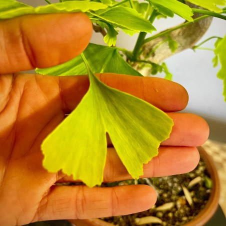 Ginkgo 2