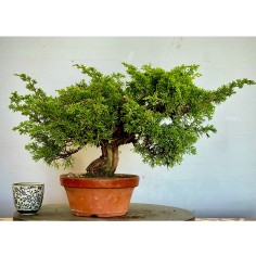 Juniperus Itoigawa JCI1