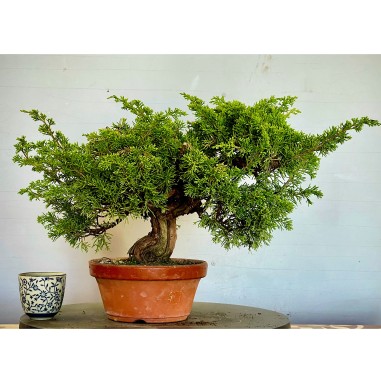 Juniperus Itoigawa JCI1