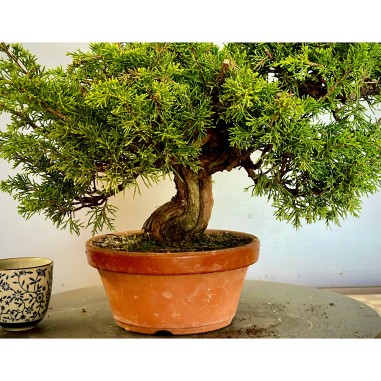 Juniperus Itoigawa JCI1