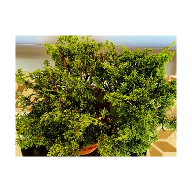 Juniperus Itoigawa JCI1