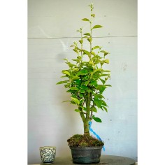 Membrillo Japones Ps9