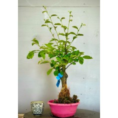 Membrillo Japones Ps5