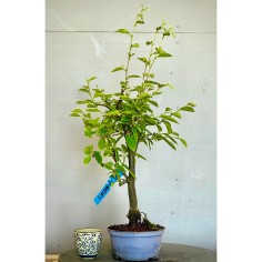 Membrillo Japones Ps8