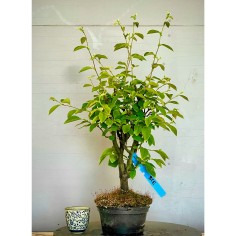 Membrillo Japones Ps10