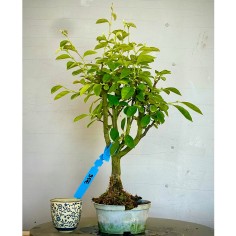 Membrillo Japones Ps12