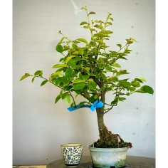 Membrillo Japones Ps7