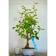 Membrillo Japones Ps14