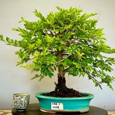 Olmo Nire Keyaki ZS1