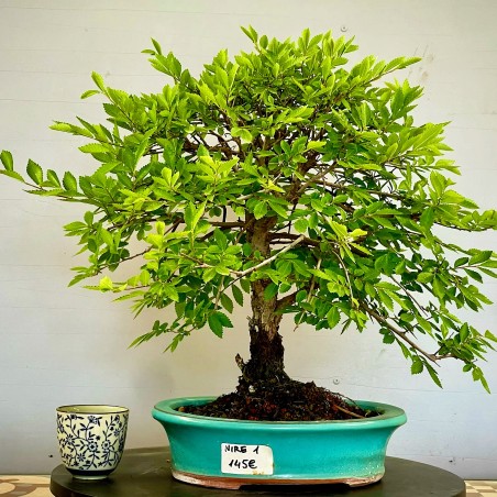 Olmo Nire Keyaki ZS1