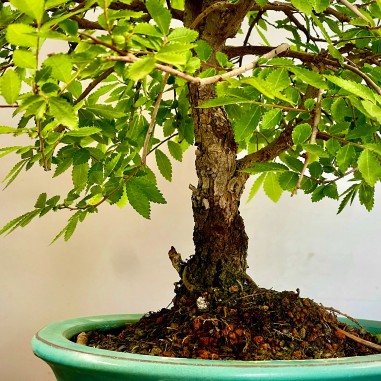 Olmo Nire Keyaki ZS1