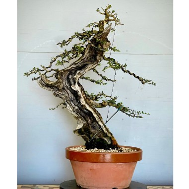 Ullastre Mallorquin VIP1