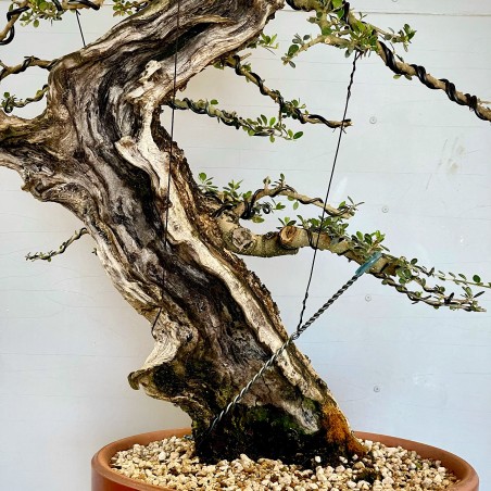 Ullastre Mallorquin VIP1