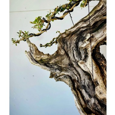 Ullastre Mallorquin VIP1