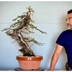 Ullastre Mallorquin VIP1