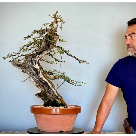 Ullastre Mallorquin VIP1