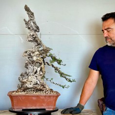 Ullastre Mallorquin VIP2