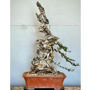 Ullastre Mallorquin VIP2