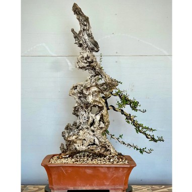 Ullastre Mallorquin VIP2