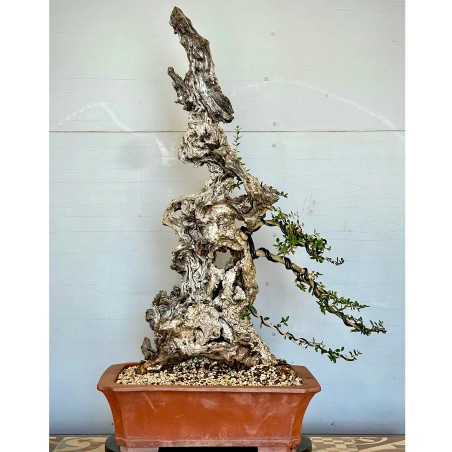 Ullastre Mallorquin VIP2