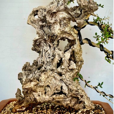 Ullastre Mallorquin VIP2