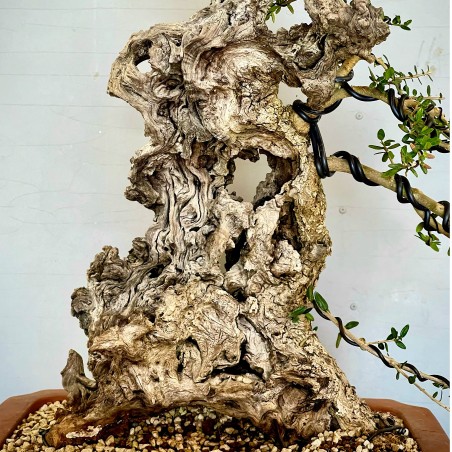 Ullastre Mallorquin VIP2