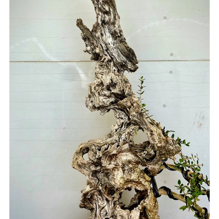 Ullastre Mallorquin VIP2