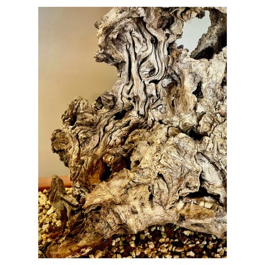 Ullastre Mallorquin VIP2