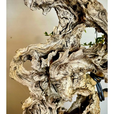 Ullastre Mallorquin VIP2