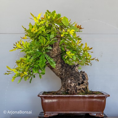 Roble Carballo