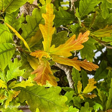 Roble Carballo