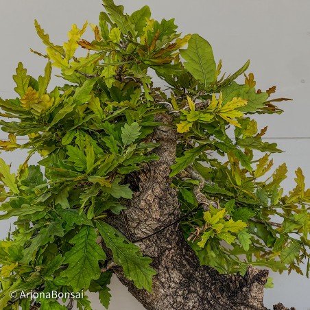 Roble Carballo