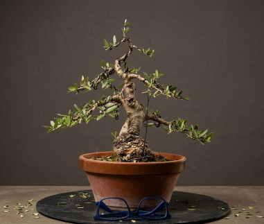 Olivo Acebuche OS5