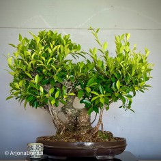 Ficus Tyger Bark VIP3