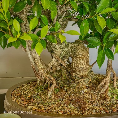 Ficus Tyger Bark VIP3