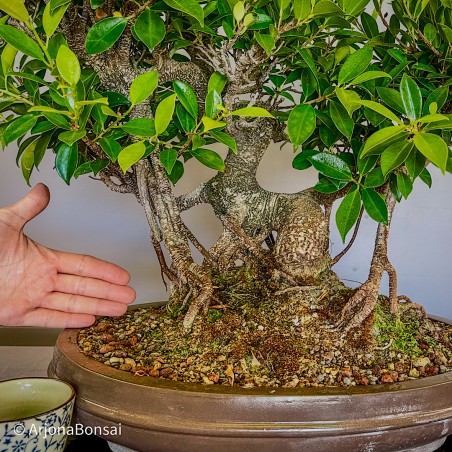 Ficus Tyger Bark VIP3