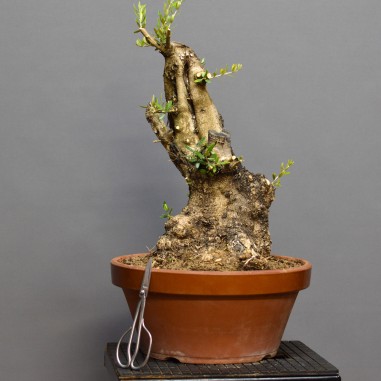 Olivo Acebuche OS3