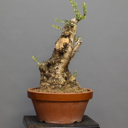 Olivo Acebuche OS3