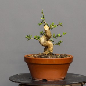 Olivo O2