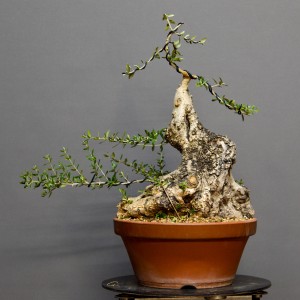 Olivo O3
