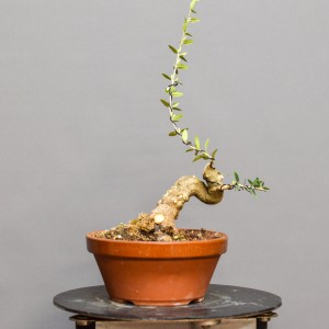 Olivo O6