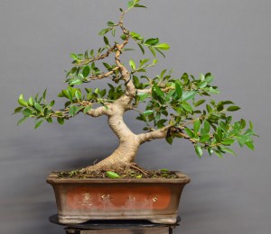 Ficus Retusa FR9