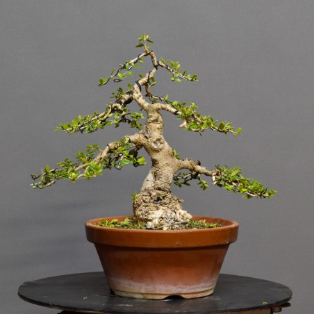 Olivo Acebuche OS5